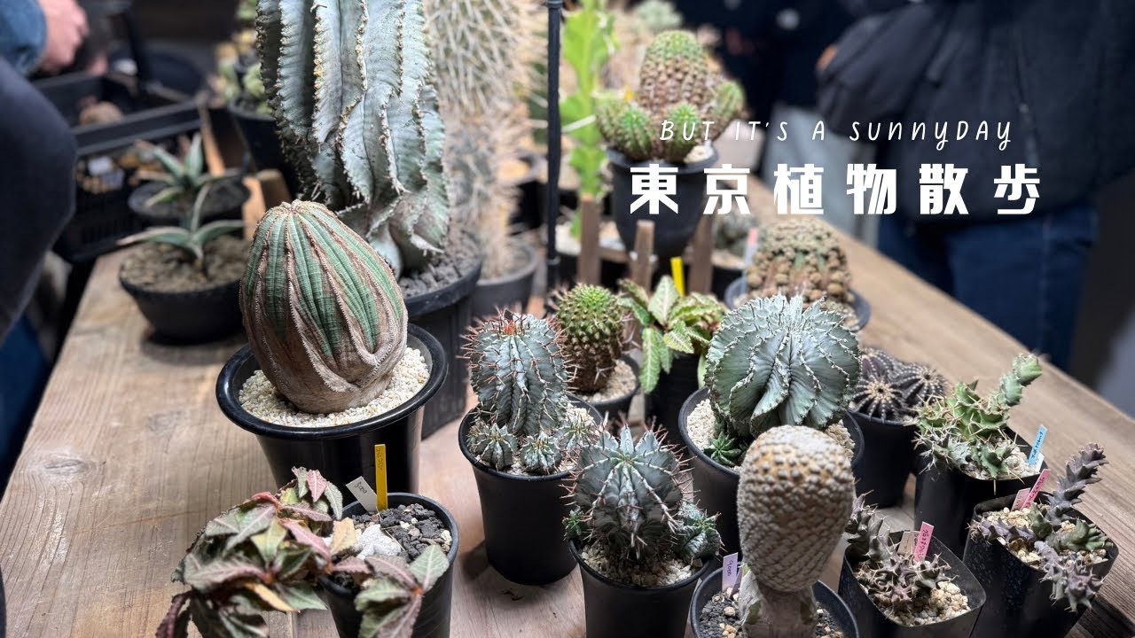 東京珍奇植物探しの新定番！district Aさんにオベサの競りと珍奇植物を楽しみにお出かけしました【東京植物散歩】