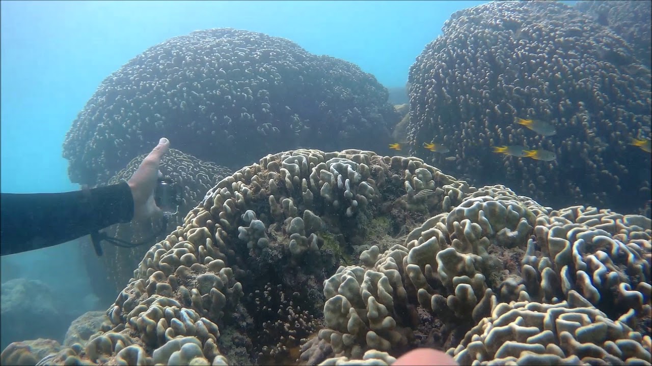 Experiencing Scuba Diving in Neil Island, Andaman & Nichobar