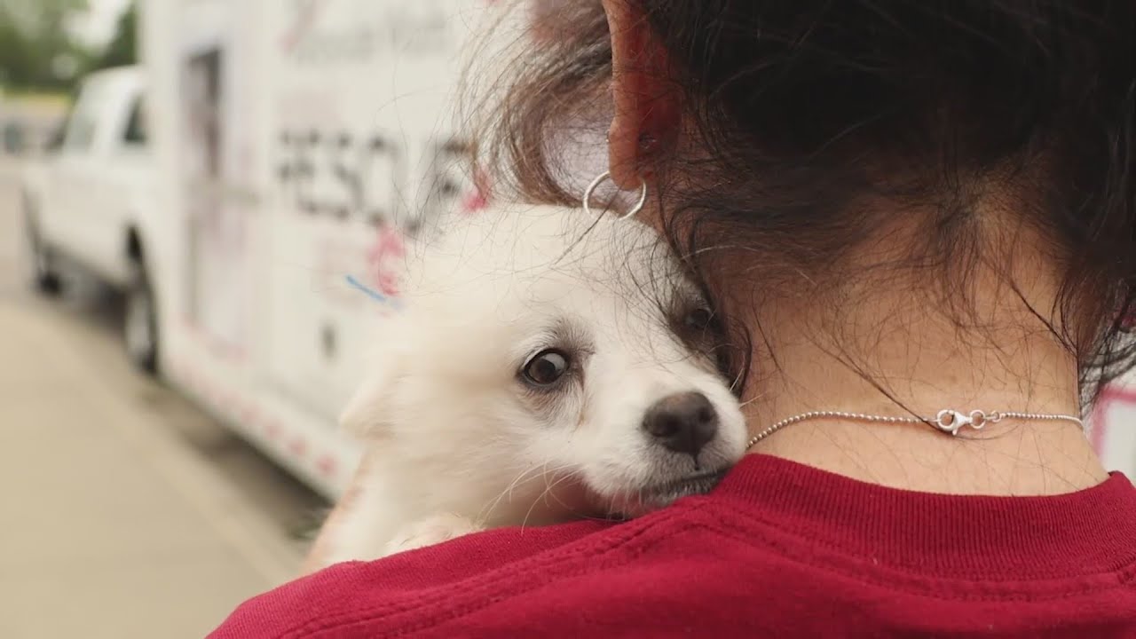 Kansas City shelter helps rescue dogs from Missouri breeder