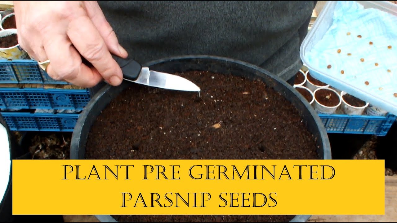 Grow Parsnips in Buckets or Bags Which is best? Transplanting  damp tissue pre germinated parsnips.