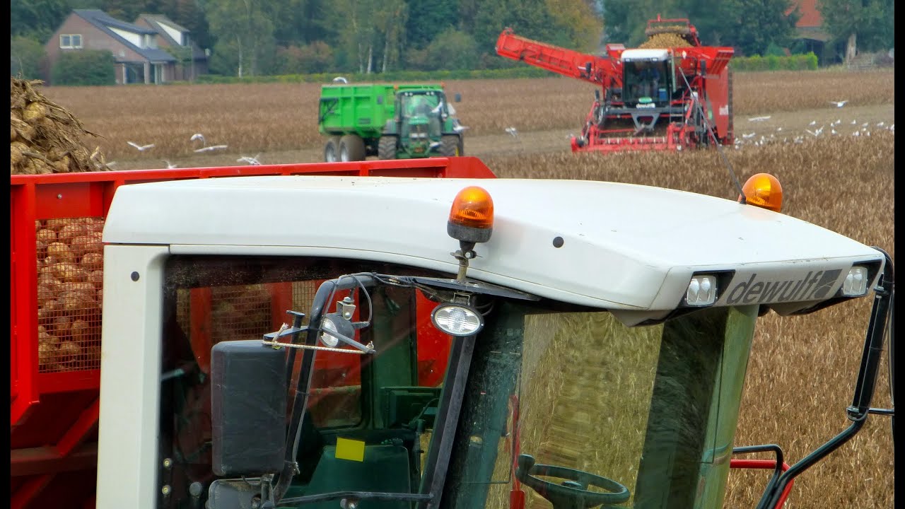 Lifting potatoes / Aardappelsrooien 2x Dewulf Kwatro + lots of Deere - Loonbedrijf Fijnaart bv