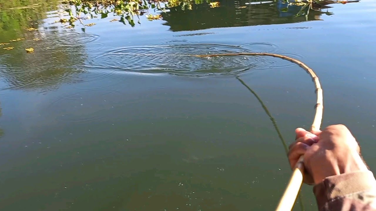 Pescaria de tucunare e traíra gigante atacando a isca viva só as Brutas Rio Grande