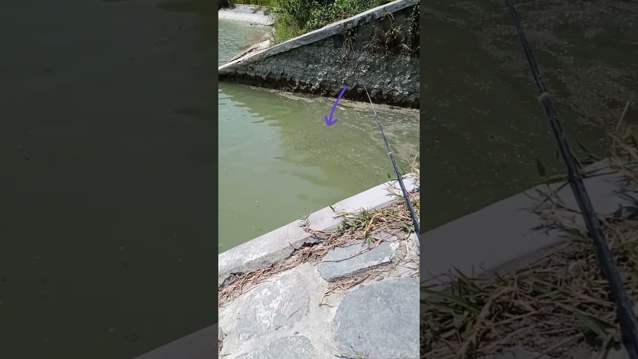 Undlupnya bikin bahagia,tapi isinya zonk#mancing#fishing#short#shorts