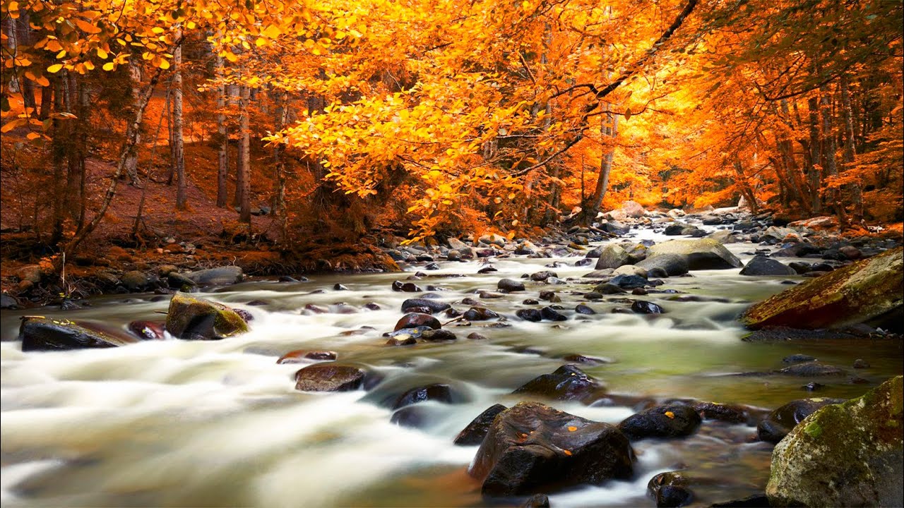 Relaxing Music - Nature Sounds - Autumn Forest HD