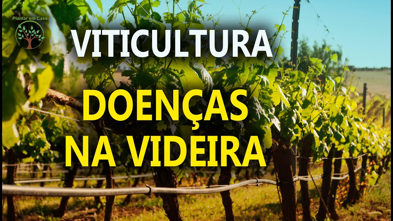 Manejo da Podridão da Uva Madura e outras doenças de Final de ciclo com Lucas Garrido