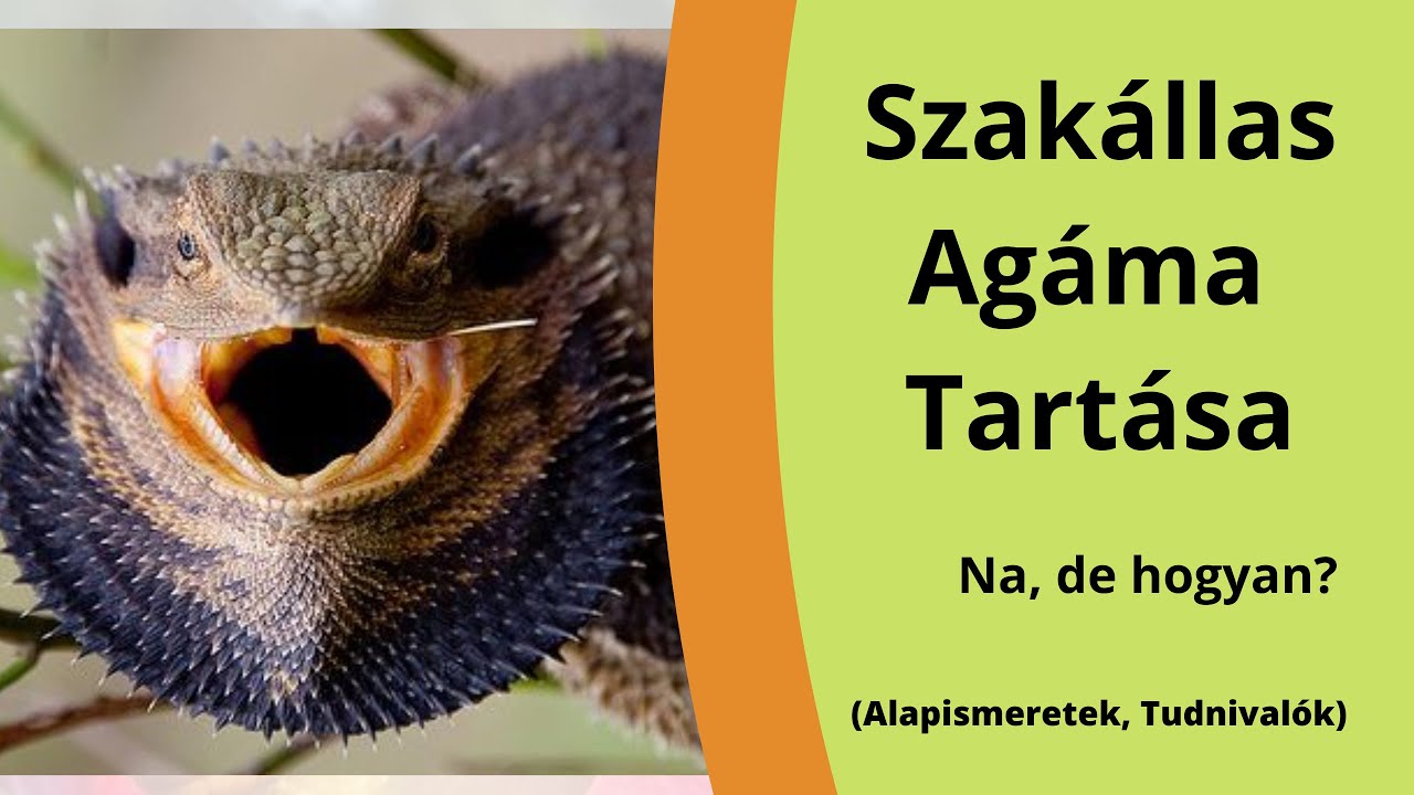 Szakállas Agáma 1.rész ( Alapismeretek, Tudnivalók )