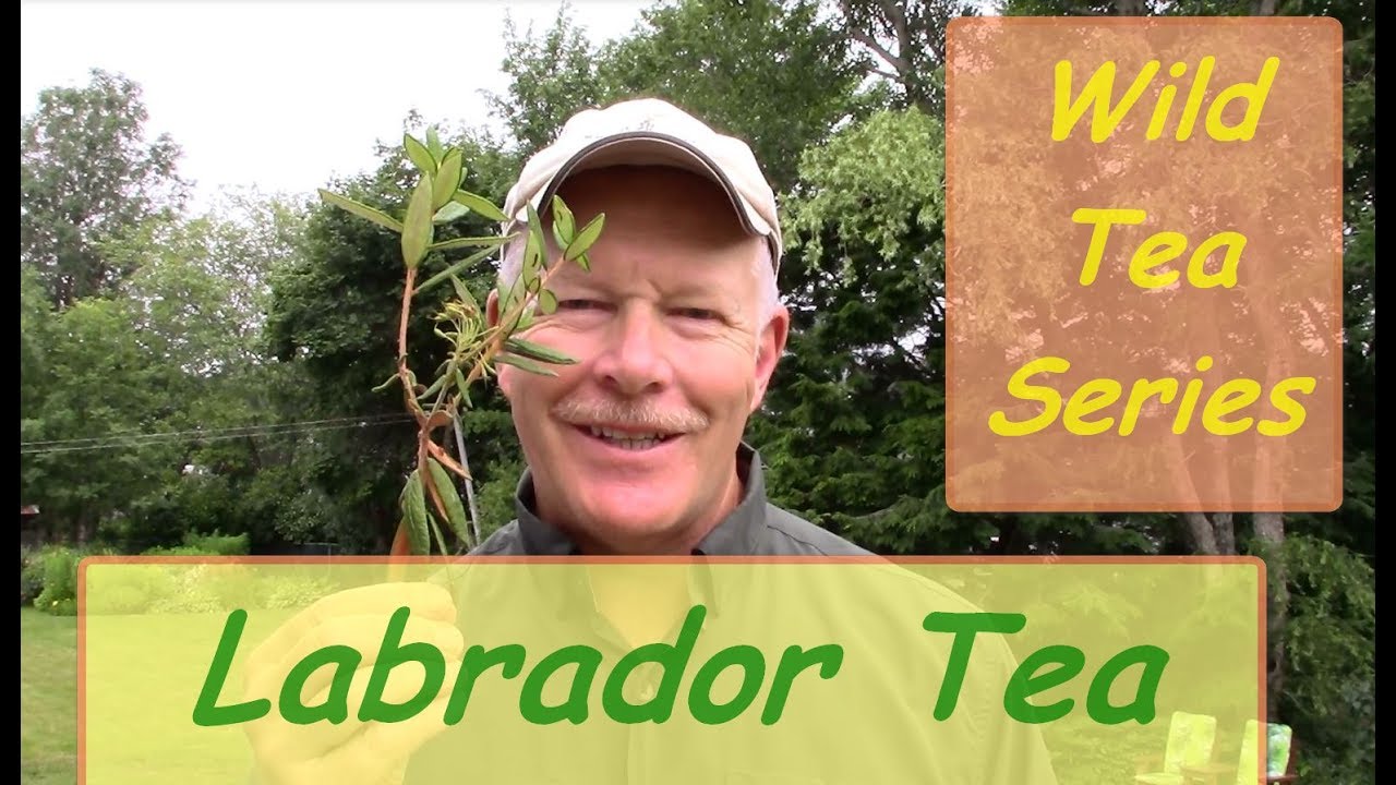 Wild Tea Series - Labrador Tea