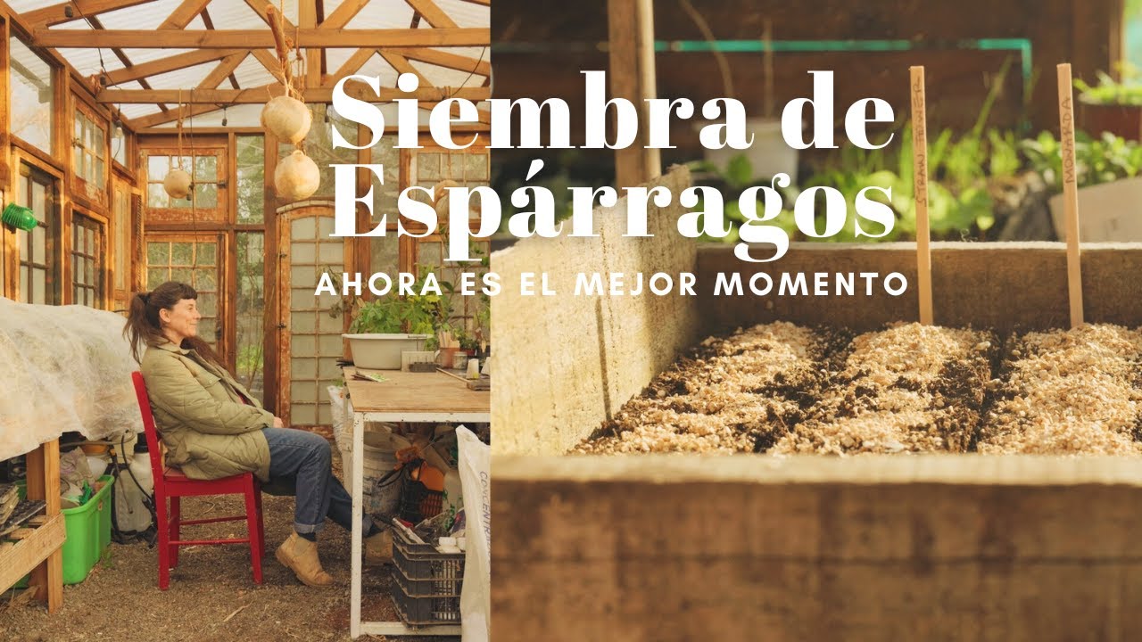 Siembra de Espárragos | El mejor momento es Ahora y decirle chao al Plástico