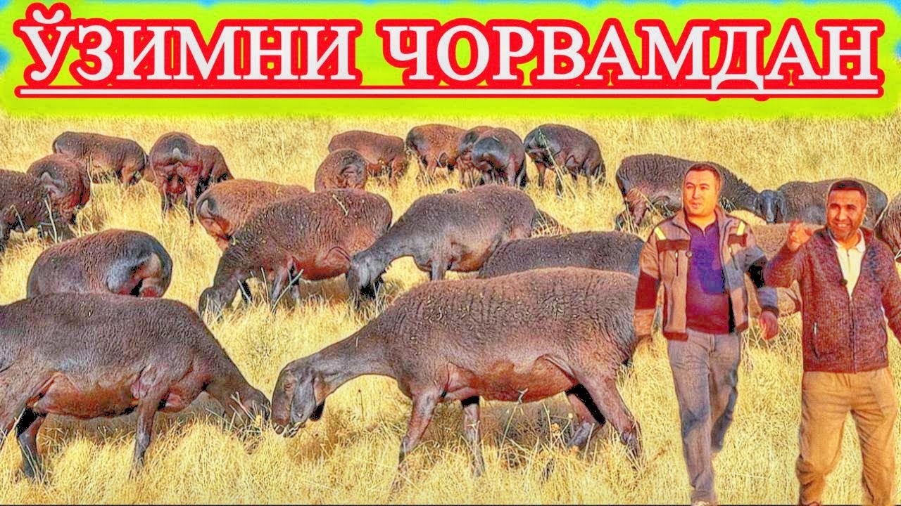 ВОХАЛИК АСРОР ДОНАЕВ, ВОДИЙЛИК ОТАВАЛИ МУЙИДИНОВ СУХБАТИ