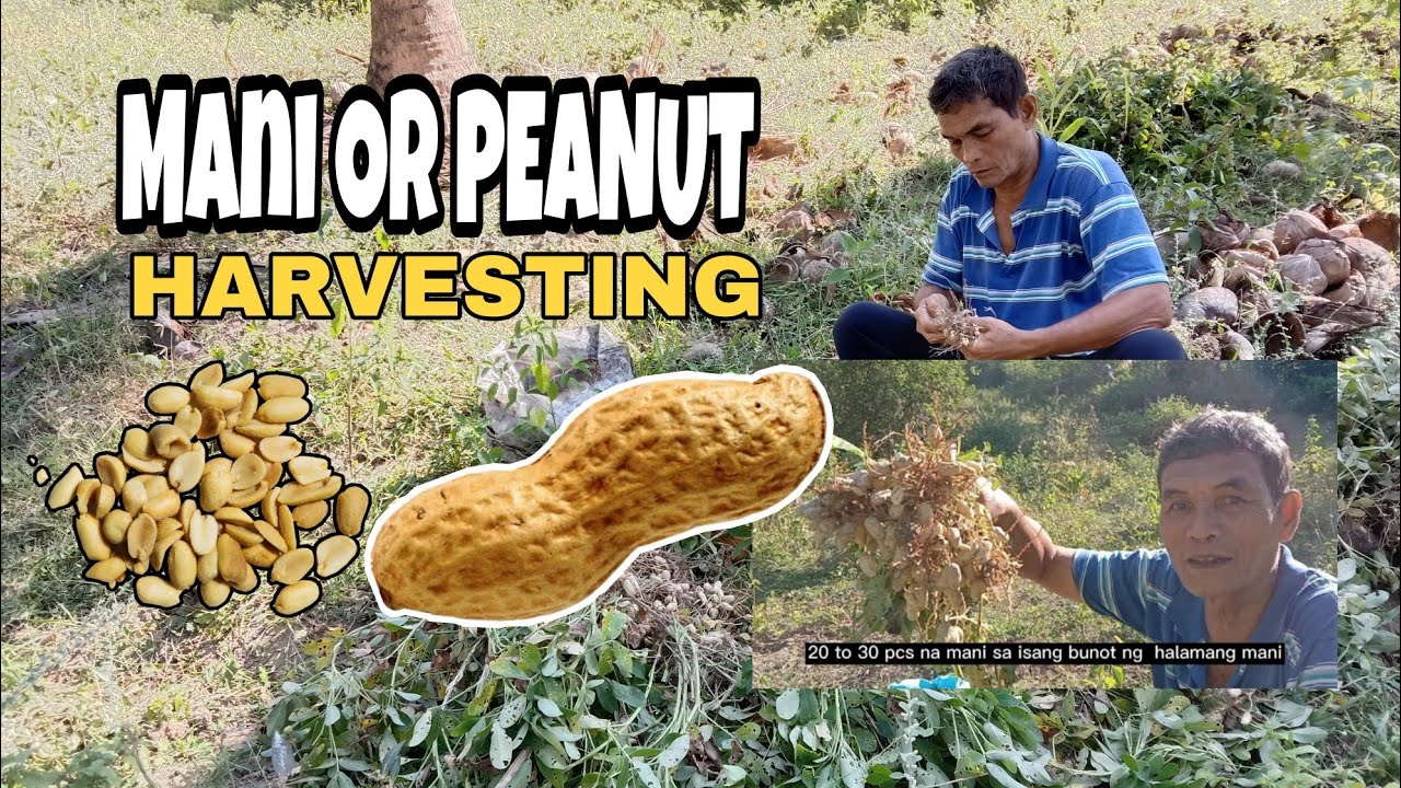 MANI ( PEANUT FARM ) HARVEST PART 3