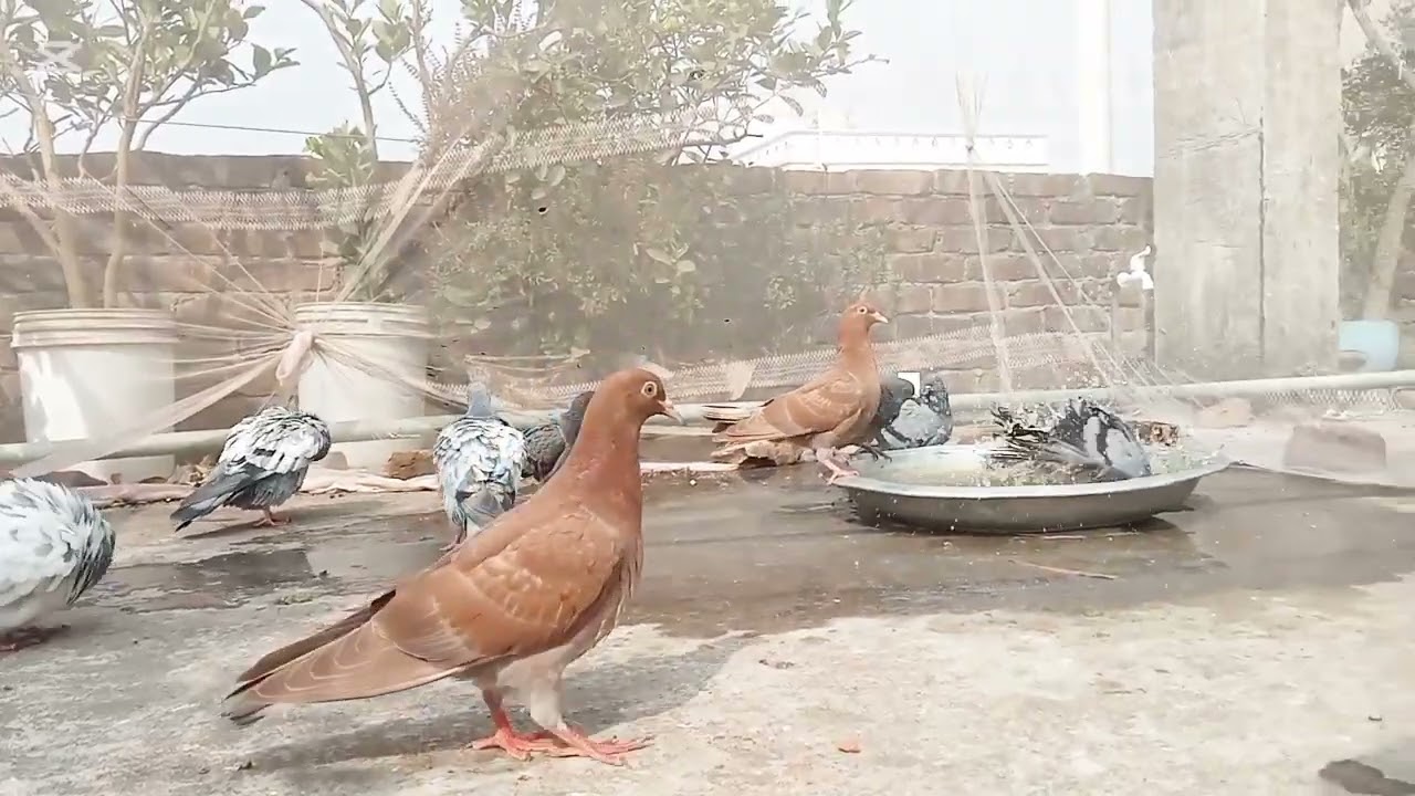 কবুতর গোসল করার জন্য নিম পাতা,হলুদ,শ্যাম্পু দিবেন 