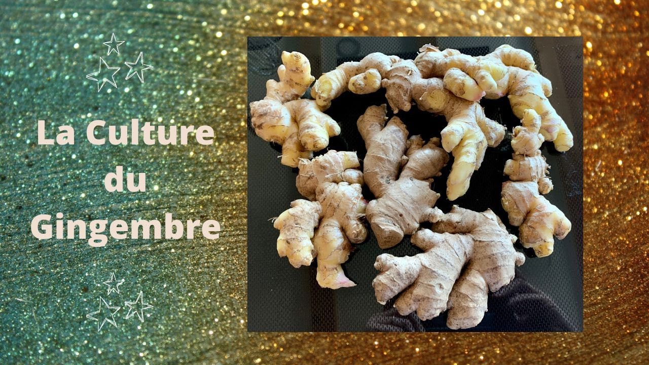 La culture du Gingembre