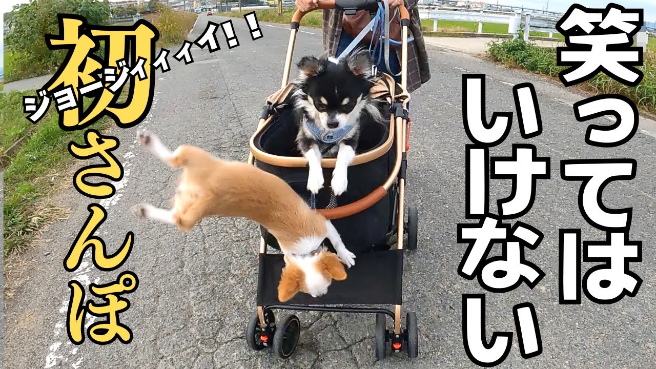 初散歩で派手にダイブをキメる【ちびチワワ】とそれを見守る【でかチワワ】がおもしろすぎる！