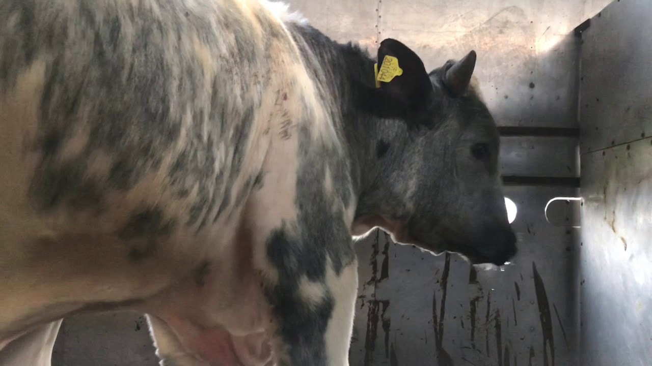 ABP Beef Processing Plant Vigil  11/02/2019