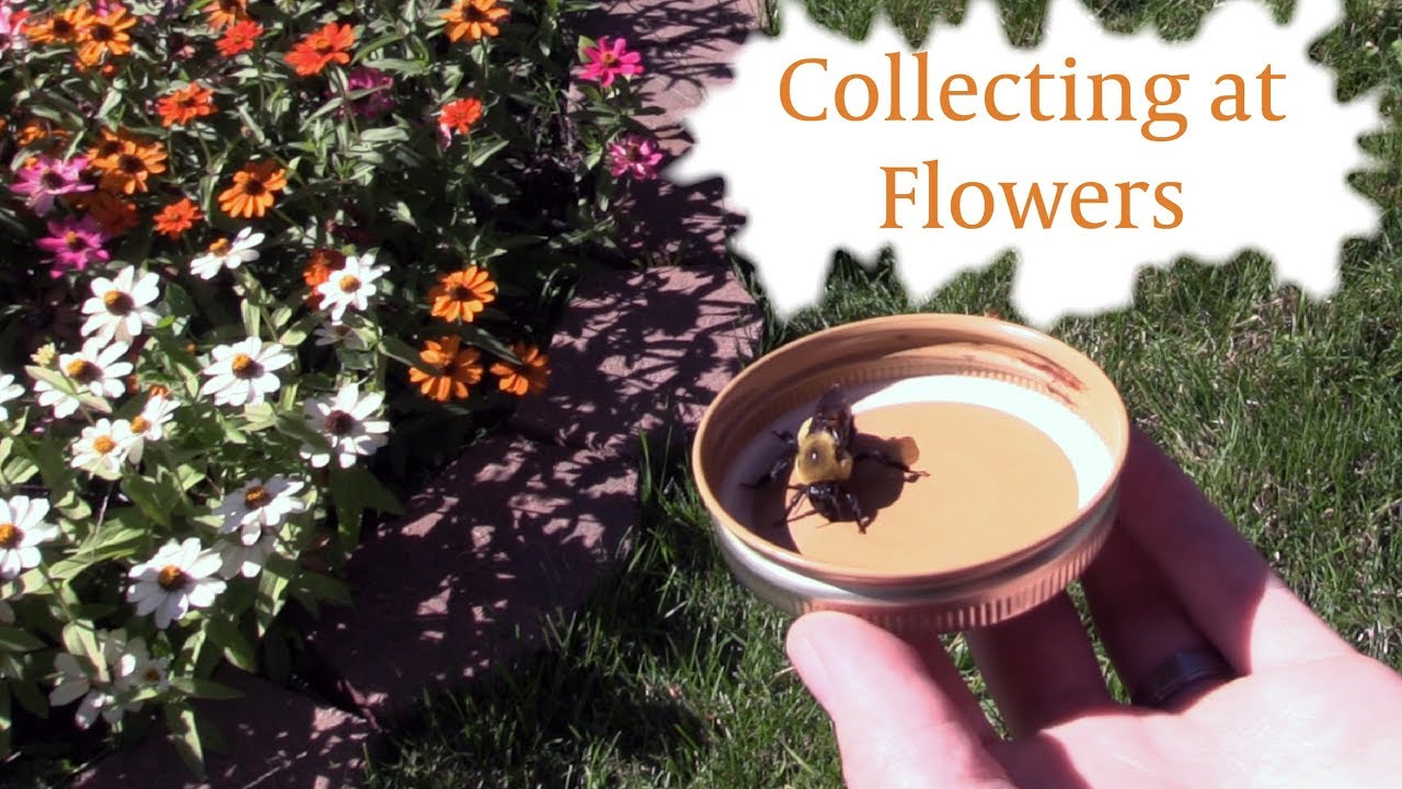 Collecting Insects at Flowers