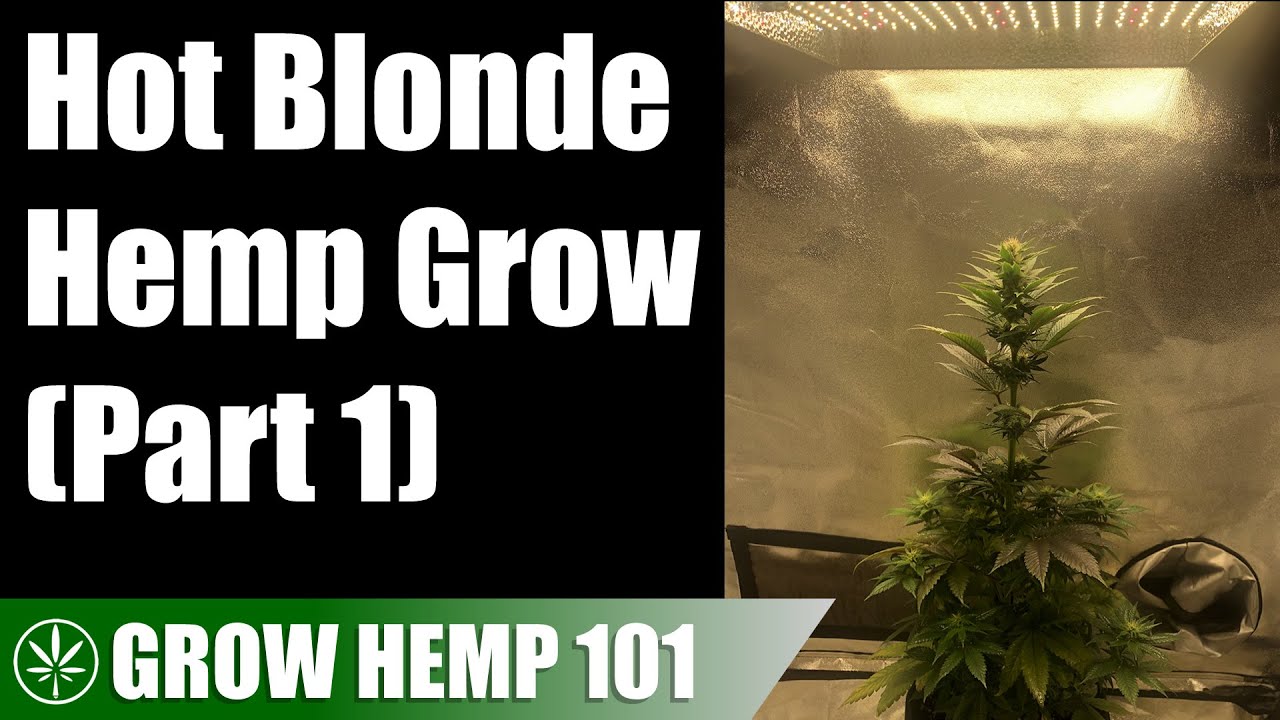 Indoor Hot Blonde Medicinal Hemp Timelapse Grow