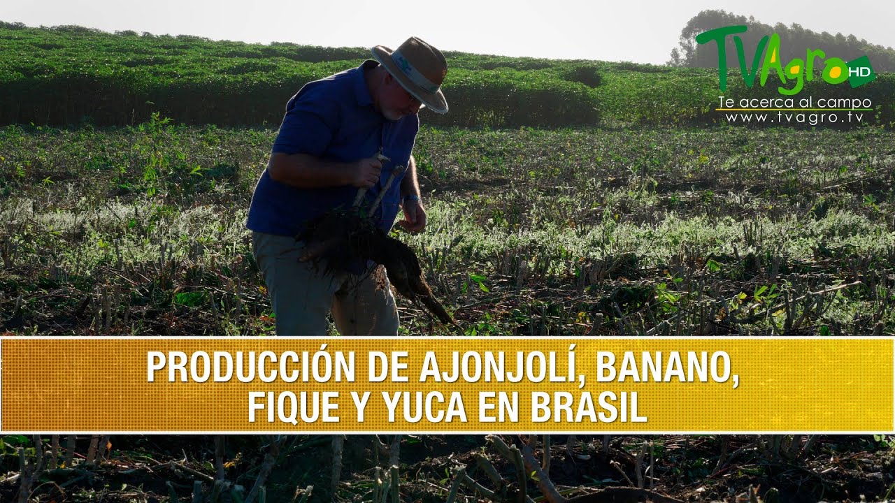 Como se Produce Ajonjoli, Banano, Fique y Yuca en Brasil- TvAgro por Juan Gonzalo Angel Restrepo