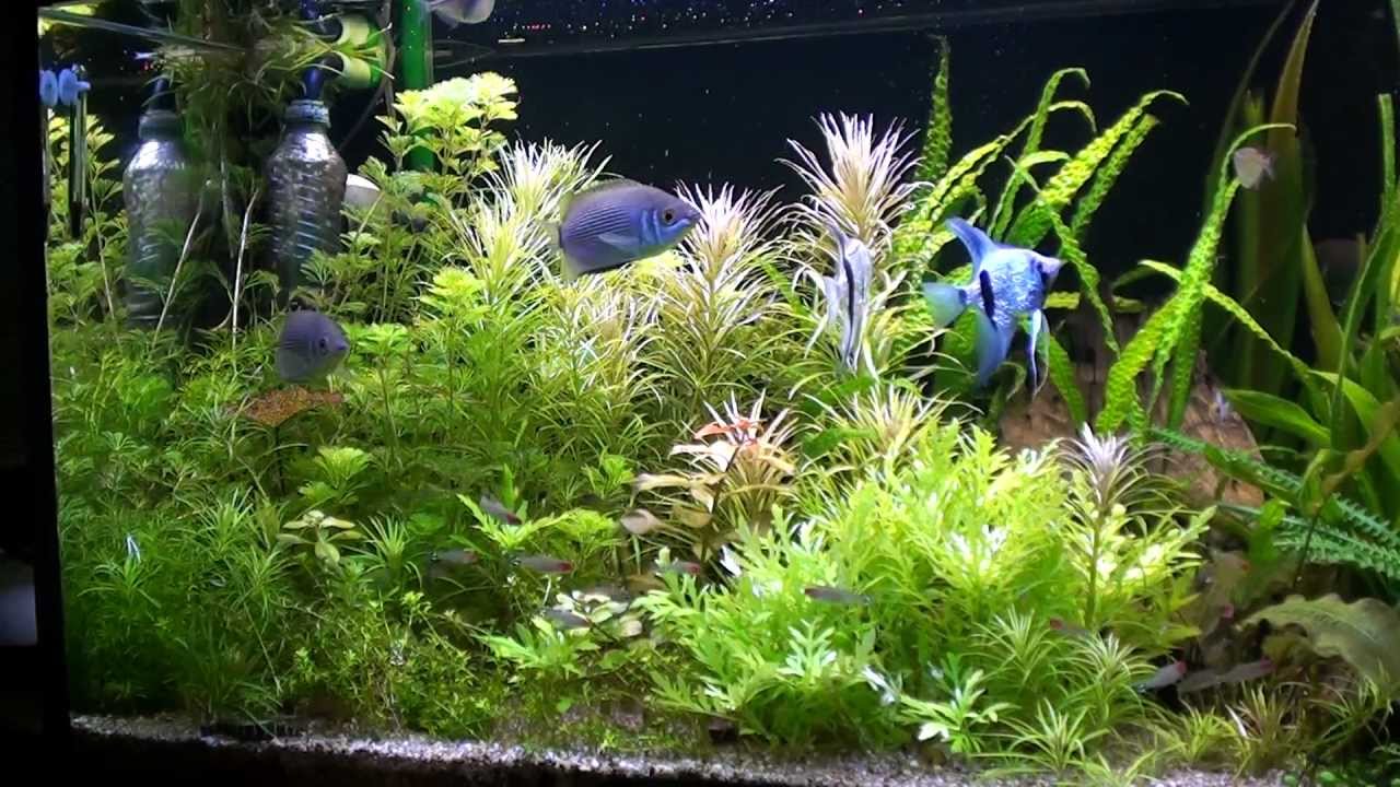 Feeding time in the 360 liter Planted aquarium.