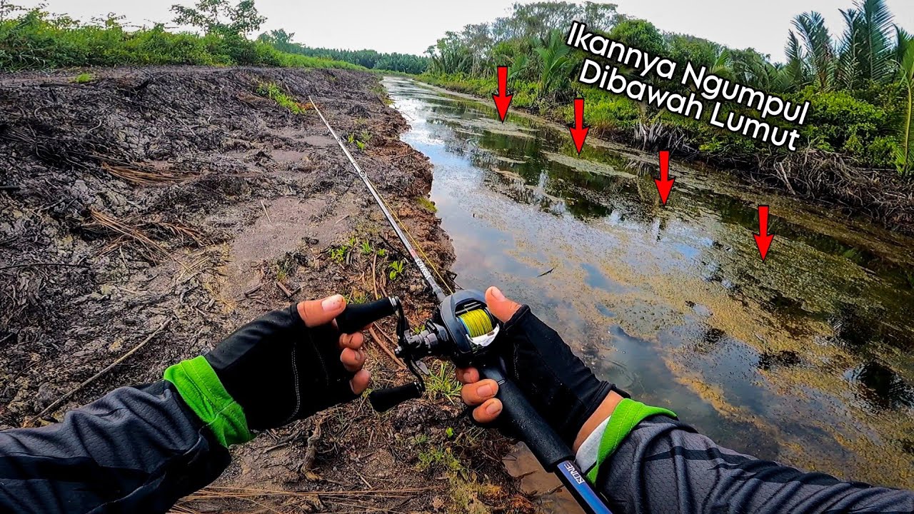 Mancing Ikan Gabus / Haruan di Tambak Udang Ikannya Berada di Bawah Lumut