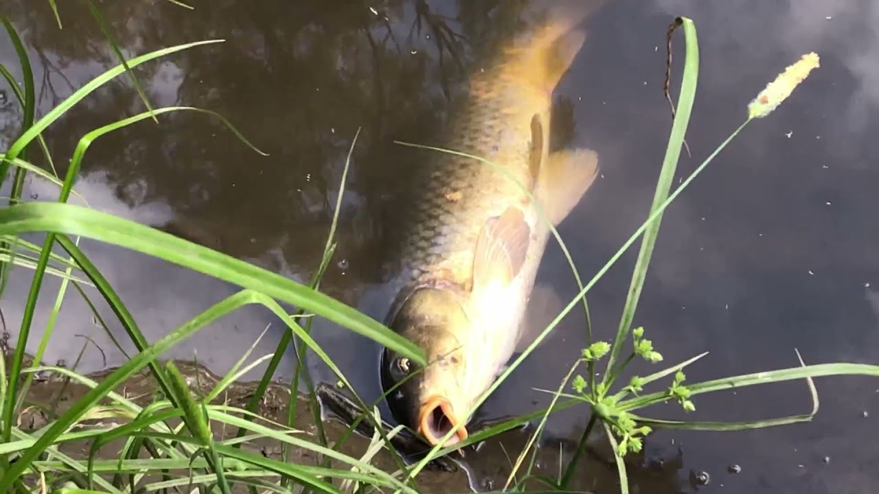 How to Catch Carp Cheaply | by hand - No Fishing Rod