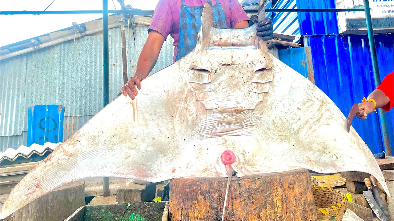 BIG SIZE STINGRAY FISH CUTTING VIDEO IN KASIMEDU #kasimeduselvam #fishcutting 