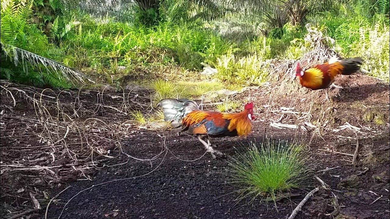 SERU..! || mikat ayam hutan menggunakan pikat tembak  10 Juli 2020
