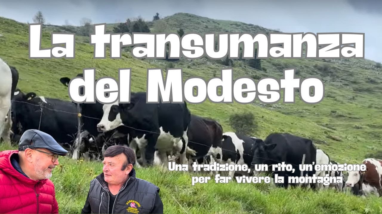 LA TRANSUMANZA DEL MODESTO: L'ASCESA ALLA MALGA
