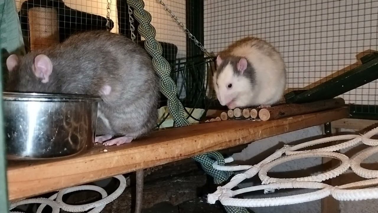 Stanley snacktime and others