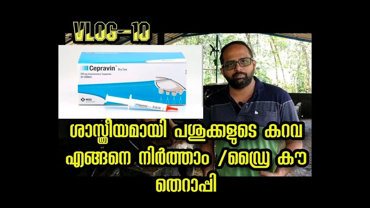 ശാസ്ത്രീയമായി പശുക്കളുടെ കറവ നിർത്തുന്ന രീതി/Dry cow therapy/Dairy Farming/Ajith'S Daily Dairy