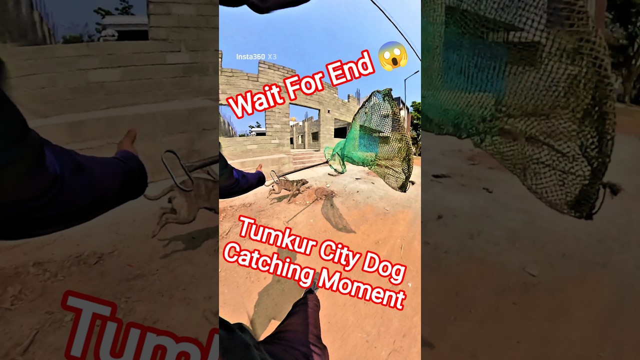 Tumkur City Dog Catchin Moment #dog #dogwithpublicsafety #tumkur #ytviral #pets #dogshorts #shorts