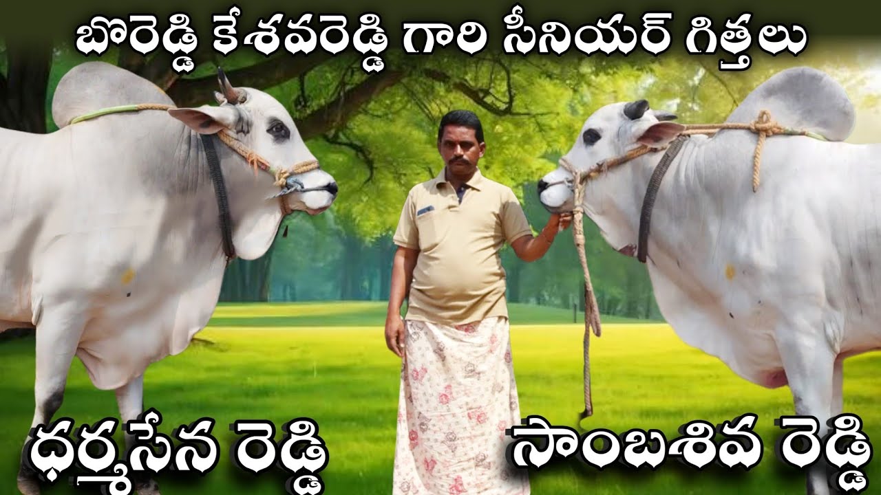Boreddy Kesavareddy Gari Senior Bulls ||BRKR BULLS peddakottala || Raithu World 