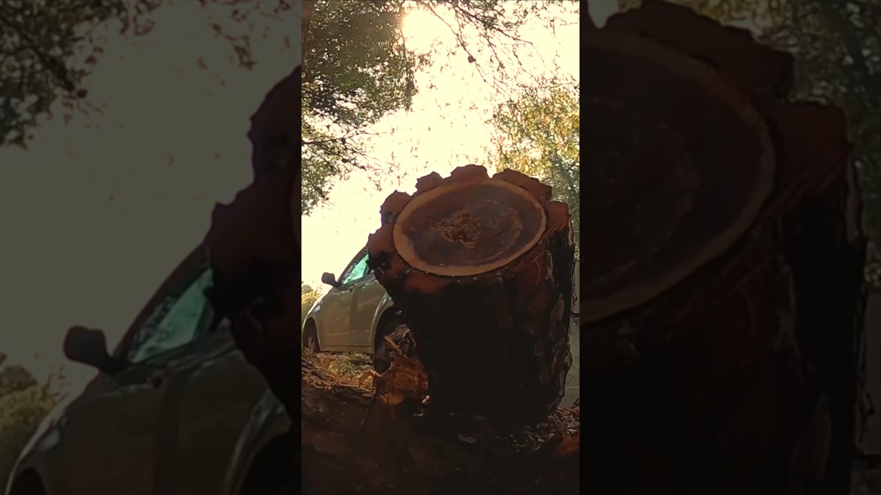 STIHL MS 170  #ortiko #Sthil #Chainsaw #wodworking #tree #log #logging#Husqvarna #McCulloch #saw