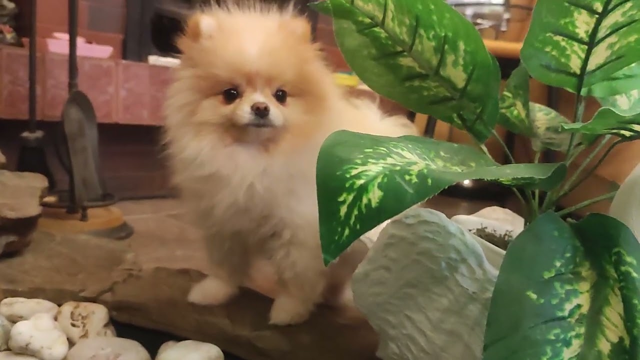 Крошка малыш Зефирчик ждёт семью Продажа доставка по миру+79788972514