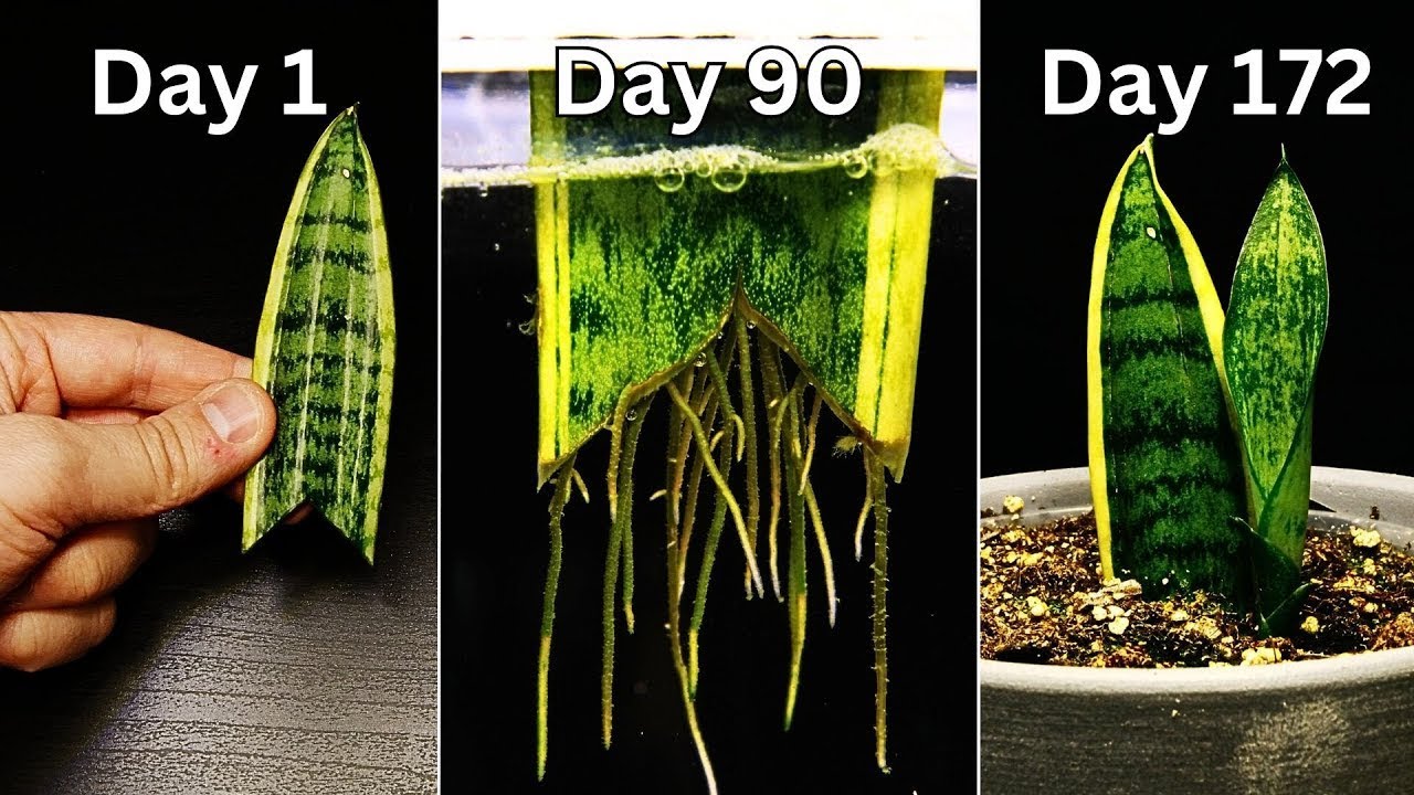 172 Days in 62s - Growing a Snake Plant from Cutting in TIMELAPSE