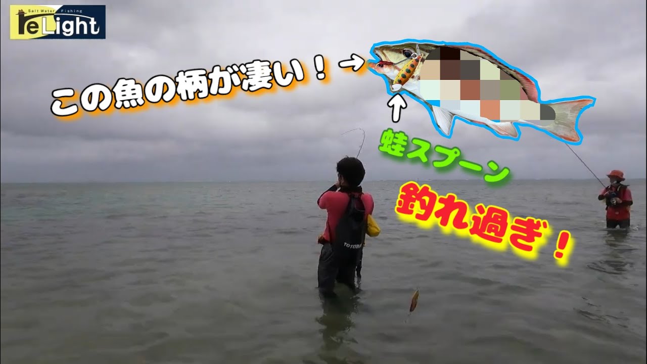 南の島にいる！凄い柄の【アミメフエダイ】を狙う！石垣島リーフ！
