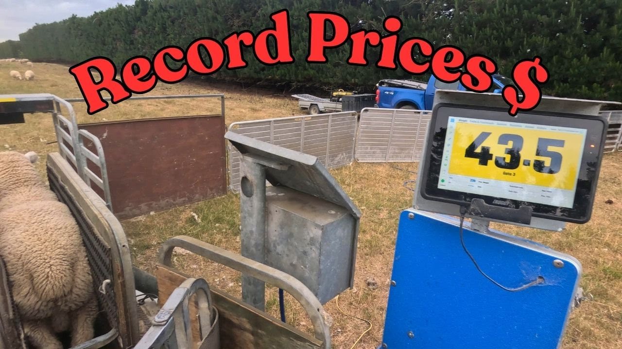 First Lamb Sale of the Season. Store and Prime