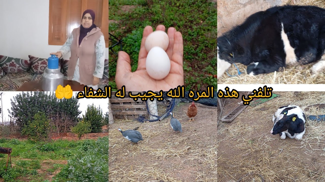 الحمد لله ربي عنده كل خير كنت توحشت هذا الجو ديال البقره 🐂💪🏻