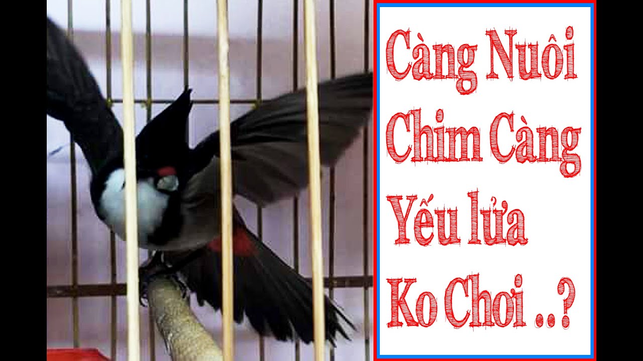 Tai Sao Chào Mào Nuôi Hoài Không Lên Lửa, Mãi Chỉ Là Một Con Chim Bình Thường