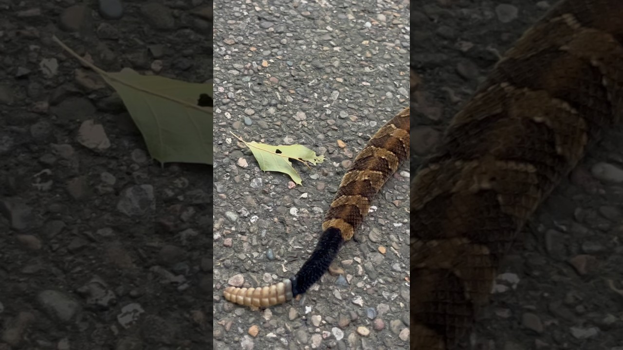 I found venomous snakes 😲🐍