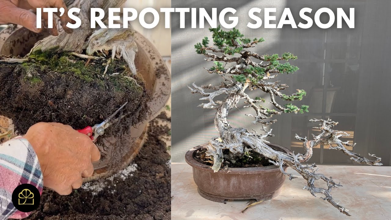 Repotting a 50-Year-Old Juniper Bonsai