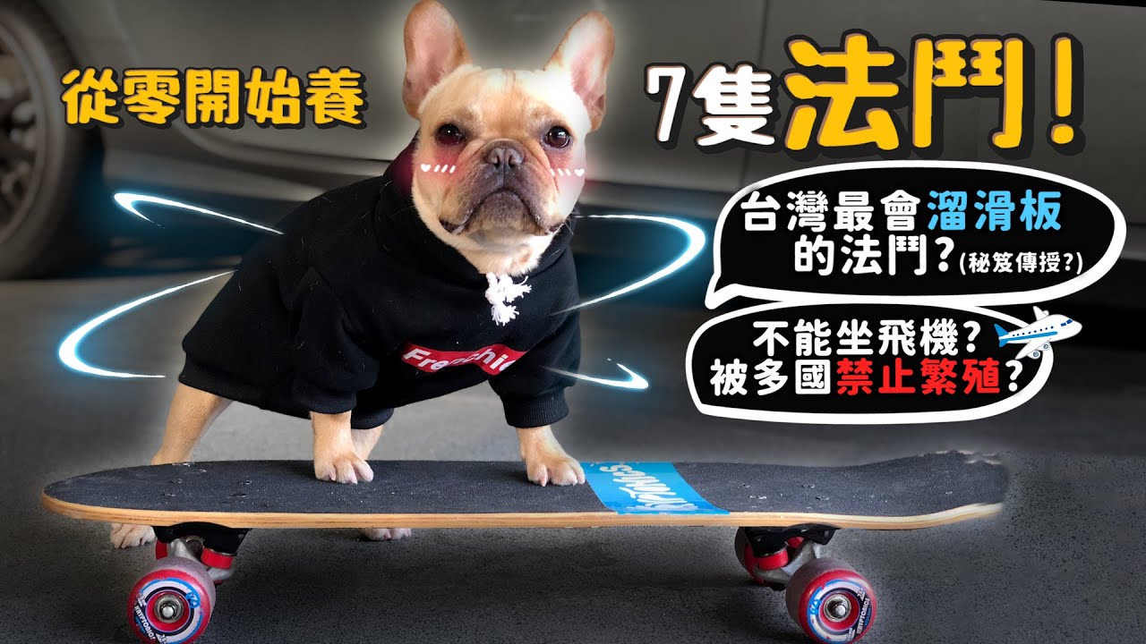 【從零開始養】七隻法鬥!台灣最會溜滑板的法鬥?秘笈教學?如何訓練?不能坐飛機?被多國禁止繁殖?養七隻的崩潰?癱瘓後康復案例?【許伯簡芝】French Bulldog