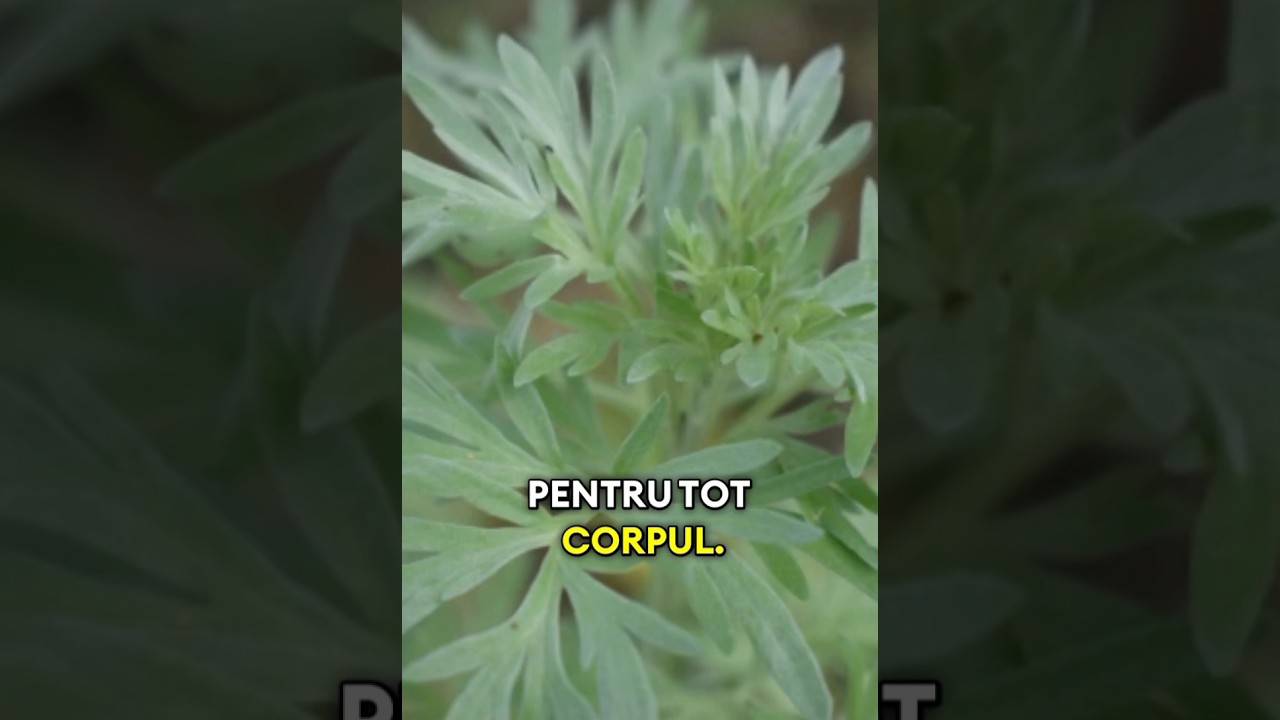 PELINUL-Amar, dar curăță tot ce nu trebuie! 