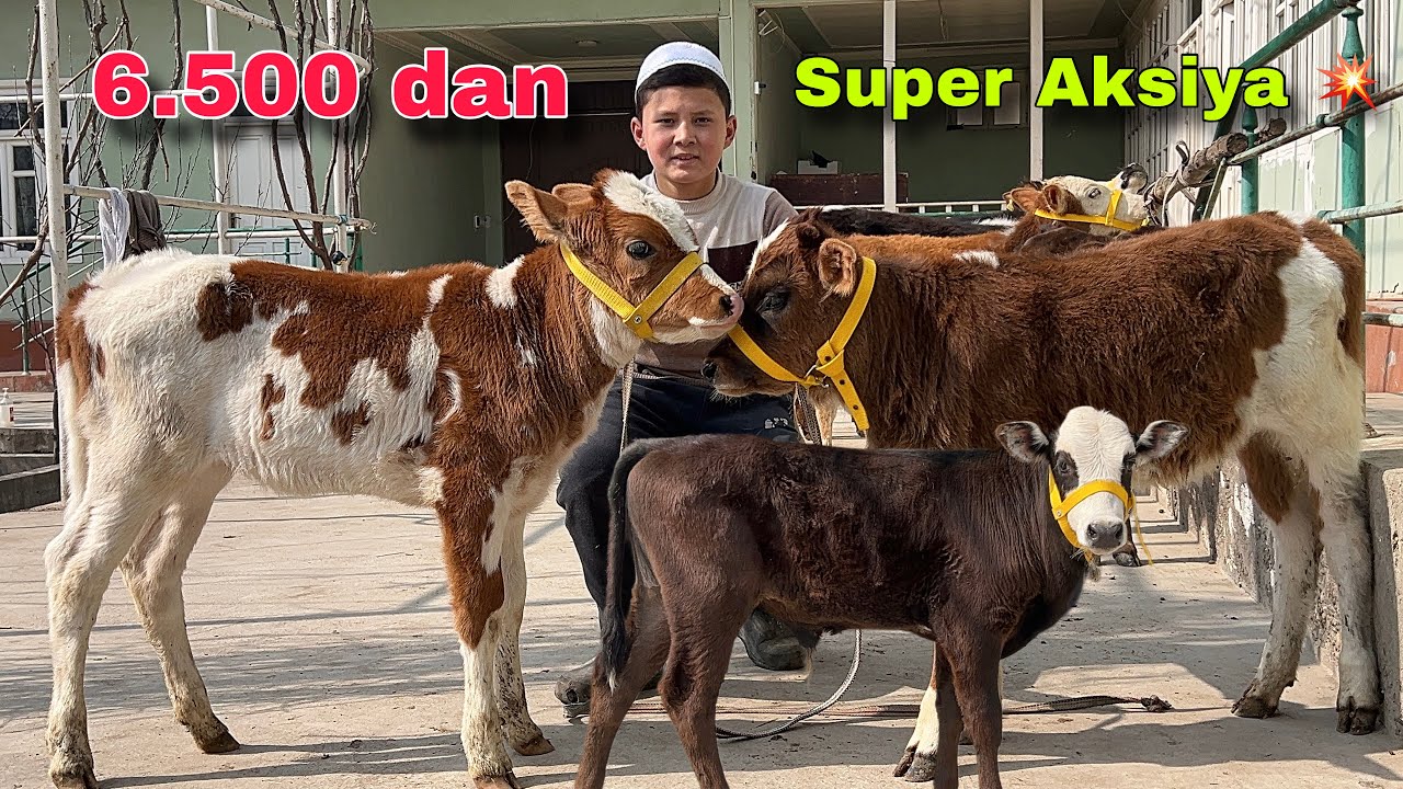 Gibrid 🥇 + Orginal buzoqlar Sotuvda 🔥|| 6.500 dan boshlab buzoqlar ✅