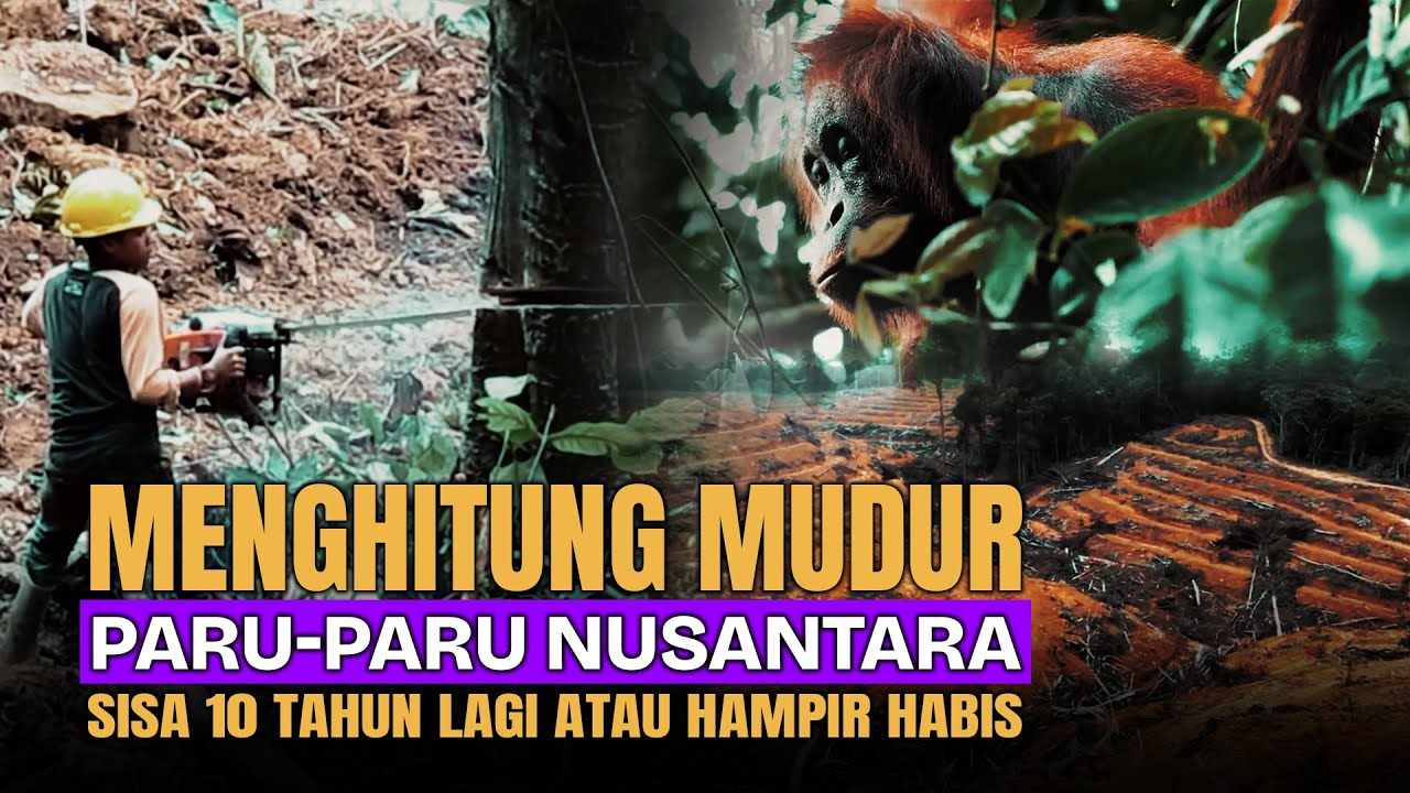 Menghitung Mundur Paru Paru Nusantara, SISA 10 TAHUN 