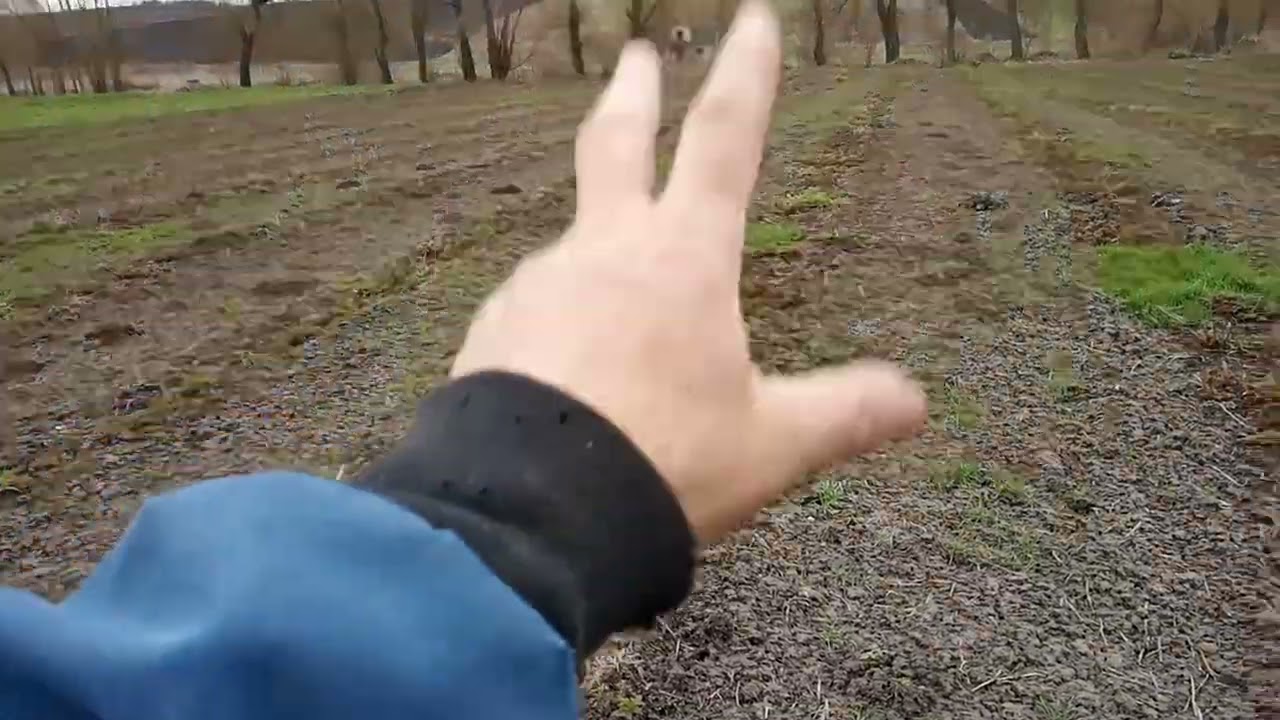 Вирощування малини на продаж.2 га серія.