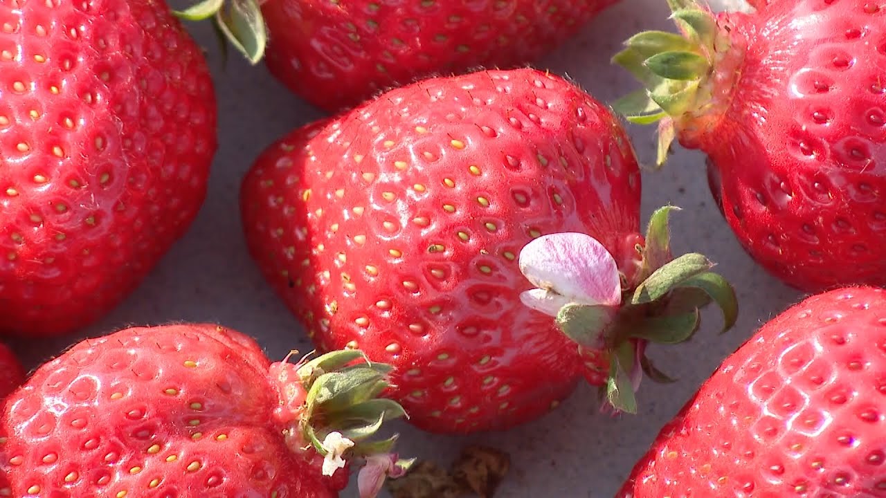 高級イチゴ「あまおう」に迫る２０２５年問題　同じ味のイチゴが別の名前で出回る！？生産農家の高齢化で栽培面積も減少　最新技術の活用で生産力とブランド力向上へ