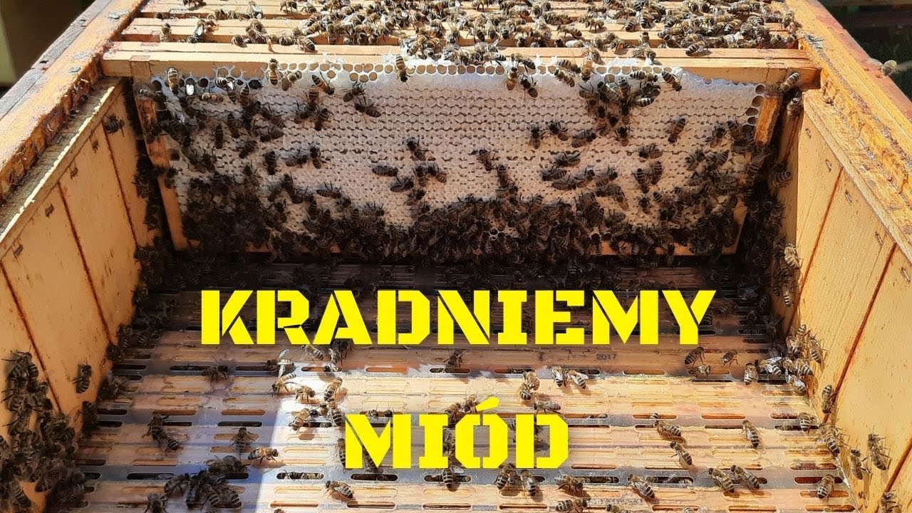 Miodobranie 2022 z nową miodarką. Opinia po pierwszym użyciu #GospodarstwOdZera