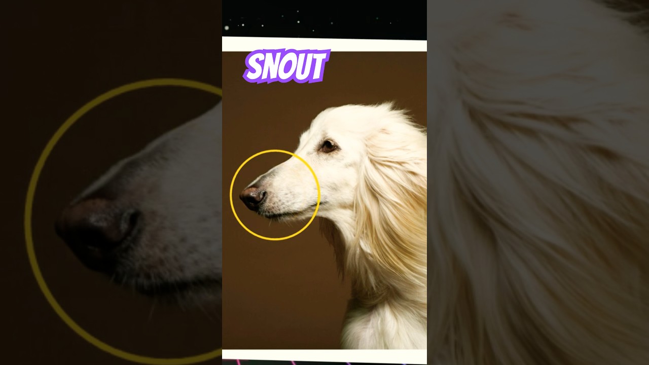 🐶 What is a Snout? What are Snouts? Snout or Muzzle? What is a Muzzle? #snout #snouts #muzzle #esl