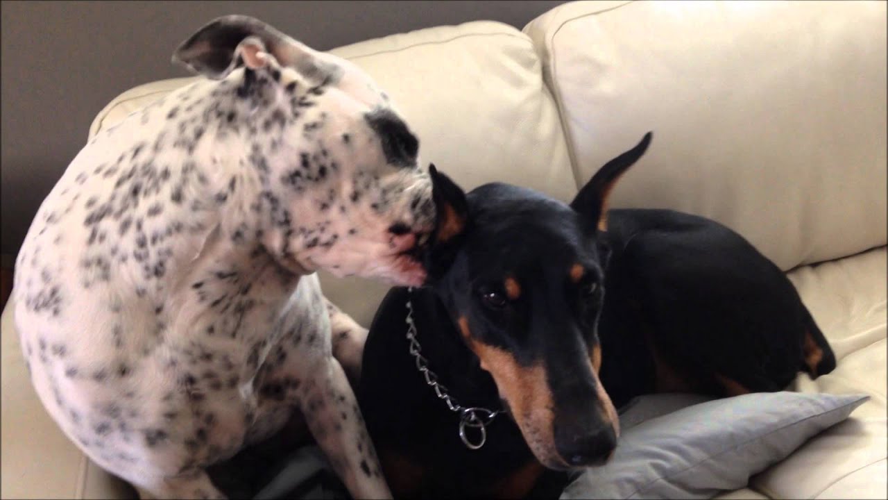 Doggy Interrogation