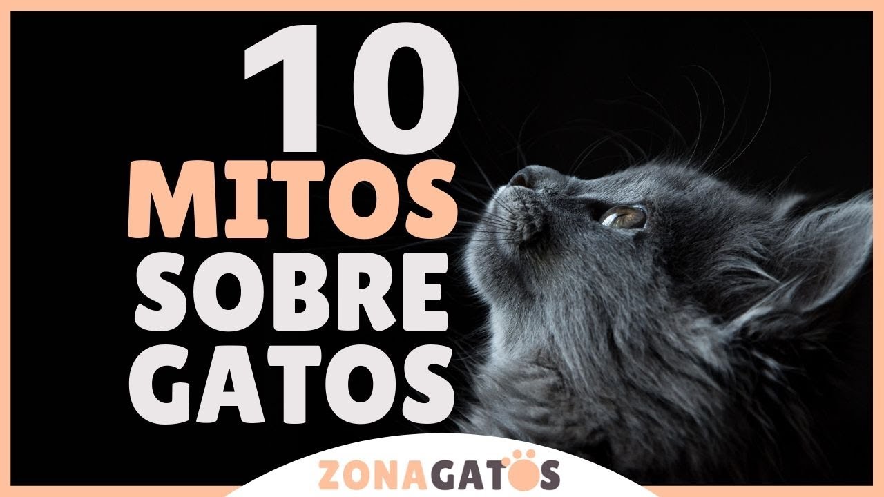 10 MITOS SOBRE GATOS &iexcl;Descubre la verdad tras el mito!